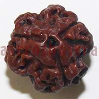 3 mukhi 24965 16.2mm